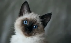 Eskişehir’de “kedini yedim” iddiası gündem yarattı