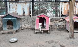 Yeni yasa sonrası Doğal Yaşam Merkezin'de son durum