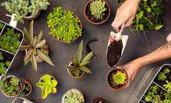 Bir adet hap ve su karışımıyla çiçekleriniz ormana dönüşebilir!