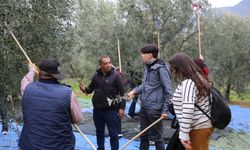 Gençler zeytinin yolculuğuna tanıklık etti