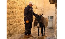 Kadrolu eşekler emekli olacak