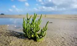 Bir damlası bile cildi yeniliyor: Saklı lezzet 'Kaya Koruğu'