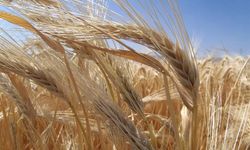 Kuraklık arpa ekimini artırdı