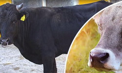 "Halk Elinde Islah Projeleri"ne toplam 2,7 milyar lira destek sağlandı