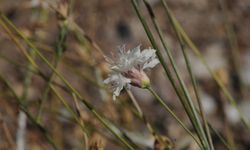 "Çameli pelemiri" bitki literatürüne kazandırıldı