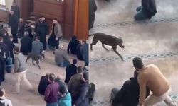 Camiye giren pitbull tedirginliğe neden oldu
