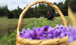 Safran, sarımsak ve kırmızı bibere bilimsel güvence