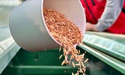 25 çeşit yerli ürünün demonstrasyon ekimi yapıldı