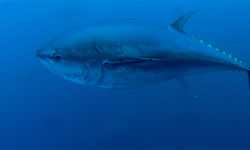 Mavi yüzgeçli orkinos kotası 3 bin 95 tona yükseldi