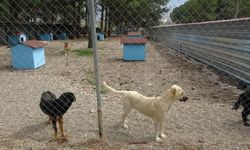 Eskişehir’de barınaktaki köpeklerle ilgili iddia için soruşturma