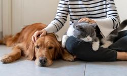 Veterinerler Uyarıyor: Evcil Hayvan Sahiplerinin Gözünden Kaçmaması Gerekenler