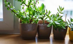 Evde Bitki Bakımı: En Kolay ve Sağlıklı Ev Bitkileri ile Havanızı Temizleyin