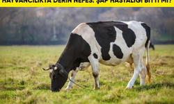 Hayvancılıkta derin nefes: Şap hastalığı bitti mi?