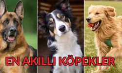 Köpek Almadan Önce Okuyun: Eğitilmesi En Kolay 10 Cins