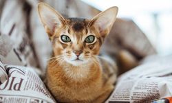 Sizi Tek Seferde Anlıyorlar: Eğitilmesi En Kolay Akıllı Kediler