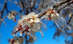 Zirai don darbesine 13,2 milyar TL ilaç: Dev paket açıklandı