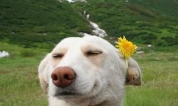 Bilimsel araştırmalar hayvanların mutluluğunu ölçülebilir kılıyor