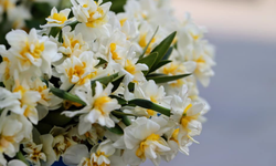 Nergis çiçeği özellikleri, bakımı ve mevsimi