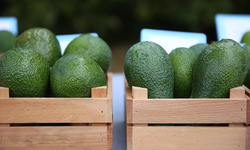 Avokadoda kadmiyum seviyesi yükseldi! Avrupa önlem aldı