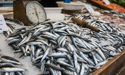 Yerli hamsi tezgahlara döndü kilosu 150 tl