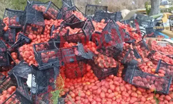 Antalya’da halde sapasağlam sebzeler çöpe atıldı