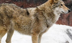 2026 Kış Olimpiyatları’nda pistte köpek sürprizi: Sporcular şaşkın