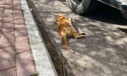 Eskişehir Çamlıca Mahallesi’nde Gece Yarısı Vicdanları Yaralayan Olay!