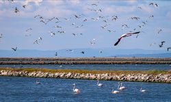 287 bin su kuşu kaydedildi!