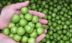 Erik Değil Mücevher: Türkiye’den Giden Eriğin Kilosu Dudak Uçuklattı!