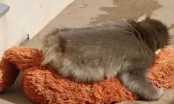 Annesi yerine peluşa sarılan Punch’ın son hali yürek burktu!