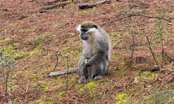 Mantar Aramaya Çıktı, Karşısında Maymunu Görünce Şoke Oldu!