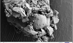 Küllüoba’da Devrim Yaratan Buluş! 5 Bin Yıllık Ekmek Analiz Edildi