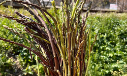 İdrar Yolu İltihabından Romatizmaya Kadar Şifalı Ot!