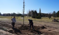Sazova Parkı’nda Çınar Ağaçları Dikiliyor