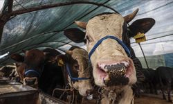 Kurban Bayramı Ne Zaman? 2026 Tatil Takvimi ve 9 Gün İhtimali