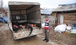 Halk Sağlığına Büyük Darbe: İstanbul'da 306 Kilo At Eti Ele Geçirildi!