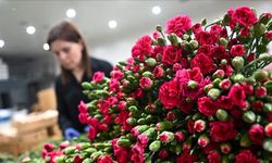 Arife Çiçeği Nedir? Unutulan Bir Çocukluk Gururu