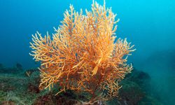 Marmara Denizi’nde Mercan Restorasyonu Projesi