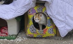 Eskişehir Porsuk Bulvarı'nda Anlamlı Mesaj: "Kediler Himayemiz Altındadır"