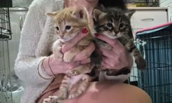 Eskişehir'de Mucize Doğum: Hamile Kedi Adresi Karıştırmadı, Veteriner Kliniğine Sığındı