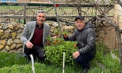 Eskişehir’de Endemik Nöbet: Mahalleli Ters Laleleri Gözü Gibi Koruyor