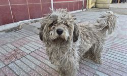 Eskişehir Sanayinin "Kadrolu" Çırağı: Kirli Tüyleriyle Görenleri Şaşırtan Süs Köpeği