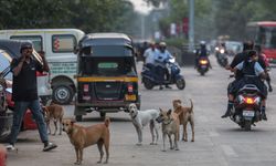 Hindistan’da Sokak Köpeği Krizi: 62 Milyon Hayvan Sokakları İstila Etti