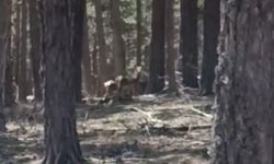 Eskişehir’in Saklı Hazinesi Görüntülendi: Çatacık Ormanları’nda Geyik Şöleni!