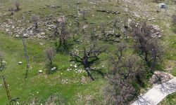 Gülistan Doku Soruşturması: Mezarlık İddiası Olan Alan Görüntülendi