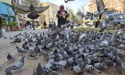 Kuşlara Yem Veren Kadın Güvercinlerin Arasında Kaldı
