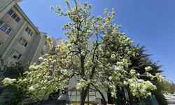 Çiçek Açan Armut Ağacı Görenleri Mest Ediyor