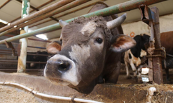 Eskişehir’de Kurbanlık Telaşı Erken Başladı