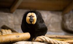 Eskişehir Hayvanat Bahçesi'ne 30 yeni tür