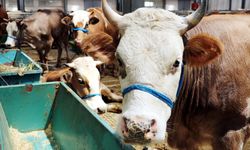 Eskişehir’de Kurbanlık Hisse Fiyatları Ne Kadar?